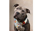 Adopt Brisket a Pit Bull Terrier, Mixed Breed
