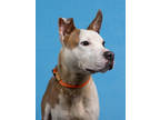 Adopt Chester a Pit Bull Terrier, Mixed Breed