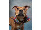 Adopt Alessio a Pit Bull Terrier, Mixed Breed