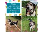 Adopt 2024-05-135 *Ziggy* a Beagle