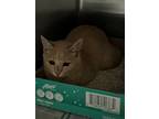 Adopt 2024-05-137 a Domestic Short Hair