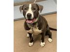 Adopt Torice a Mixed Breed