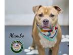 Adopt 24-05-1532 Mamba a Pit Bull Terrier