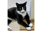 Adopt Alex a Domestic Short Hair