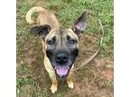 Adopt Remmi a Shepherd, Mixed Breed