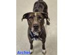 Adopt Archer a Catahoula Leopard Dog, Mixed Breed