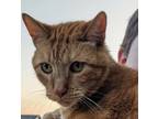 Adopt Penny -- Bonded Buddy With Carl a Domestic Short Hair