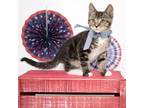 Adopt Marlin a Domestic Short Hair