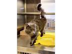 Adopt Lincon 41372 a Domestic Long Hair