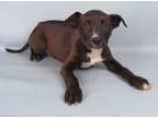 Adopt Garrett a Rat Terrier, Labrador Retriever