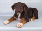 Adopt Ricky a Bernese Mountain Dog, Labrador Retriever