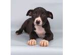 Adopt Geronimo a Rat Terrier, Labrador Retriever