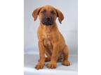 Adopt Egon a Labrador Retriever, Mixed Breed