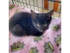 Adopt Asiago a Domestic Short Hair