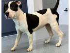 Adopt Popeye a Pit Bull Terrier