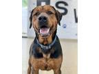 Adopt Copper a Black and Tan Coonhound, Bullmastiff