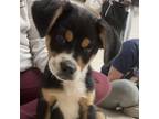 Adopt Rumble a Australian Shepherd, Bernese Mountain Dog