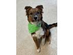 Adopt Bear a Australian Shepherd, Shetland Sheepdog / Sheltie