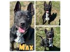 Adopt Max a American Staffordshire Terrier, Australian Cattle Dog / Blue Heeler