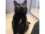 Adopt Kylo a Domestic Short Hair