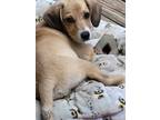 Adopt Albert aka Albie - Fostered in Omaha a Beagle, Labrador Retriever