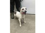 Adopt Wishbone a Parson Russell Terrier, Mixed Breed