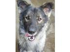 Adopt Mickey a German Shepherd Dog, Mixed Breed