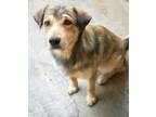 Adopt Biscuit--Feral(SPONSORED) a Shepherd, Mixed Breed