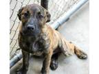 Adopt Rocky a Mountain Cur, Mixed Breed