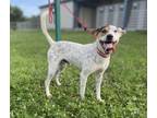 Adopt Jackson a Coonhound, Mixed Breed