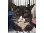 Adopt Soxs a Domestic Short Hair