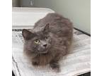 Adopt Shadow a Domestic Long Hair, Domestic Short Hair