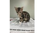 Adopt River a Domestic Short Hair