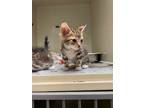 Adopt Max a Domestic Short Hair