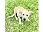 Adopt Matrix a Retriever, Mixed Breed