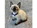 Adopt Hero a Siamese, Domestic Short Hair