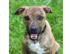 Adopt Ralphi the TIGER a Plott Hound