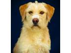 Adopt Einstein a Labrador Retriever, Mixed Breed