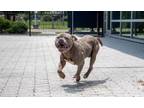 Adopt Ozzy Pawsborne a Pit Bull Terrier, Mixed Breed