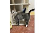 Adopt Charlie a Domestic Short Hair