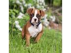 Boxer Puppy for sale in Baltic, OH, USA