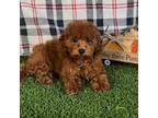 Poodle (Toy) Puppy for sale in Apple Valley, CA, USA