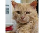 Adopt Big Red a Domestic Medium Hair