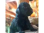 Labradoodle Puppy for sale in Ghent, NY, USA