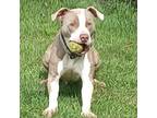 Adopt 24-13178/Dozer a Pit Bull Terrier