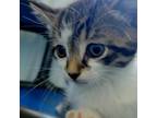 Adopt Acac-Stray-ac/#24-13175_5 a Domestic Short Hair