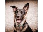 Adopt Jumping Spider a Mixed Breed, German Shepherd Dog