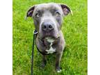 Adopt Onyx a American Staffordshire Terrier