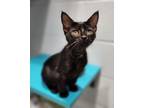 Adopt Mickey Mouse a Domestic Short Hair