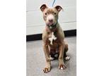 Adopt Roscoe a Pit Bull Terrier